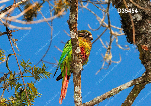 Maroon-bellied Parakeet (Pyrrhura frontalis)